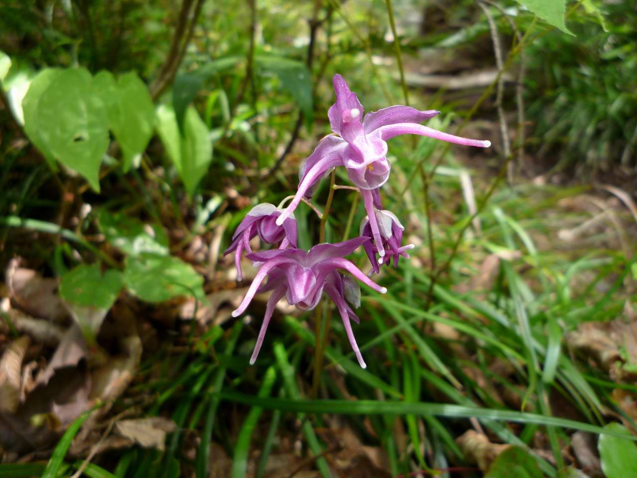 湖北に静かに横たわる花と滝の山－横山岳_e0110500_1492491.jpg