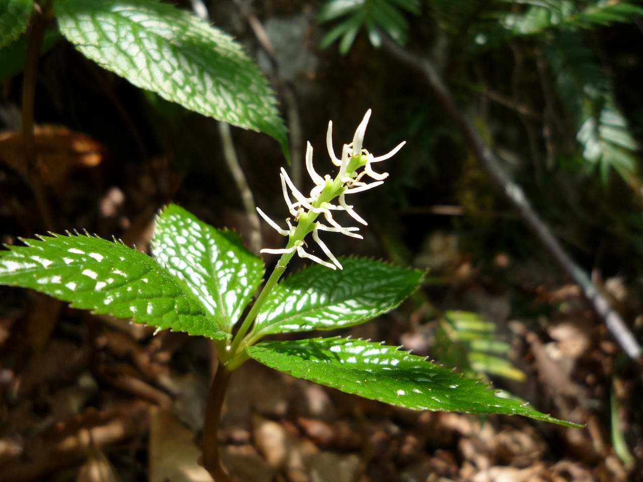 湖北に静かに横たわる花と滝の山－横山岳_e0110500_245248.jpg