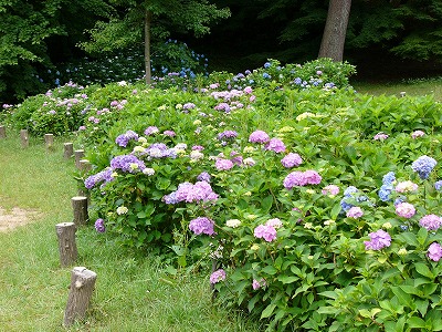 神戸市立森林植物園!! ＆　おいしいケーキ屋さん♪_a0123003_1827537.jpg