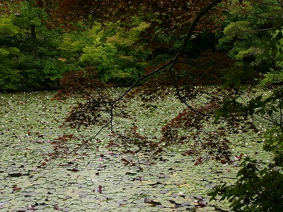 神戸市立森林植物園!! ＆　おいしいケーキ屋さん♪_a0123003_1946598.jpg