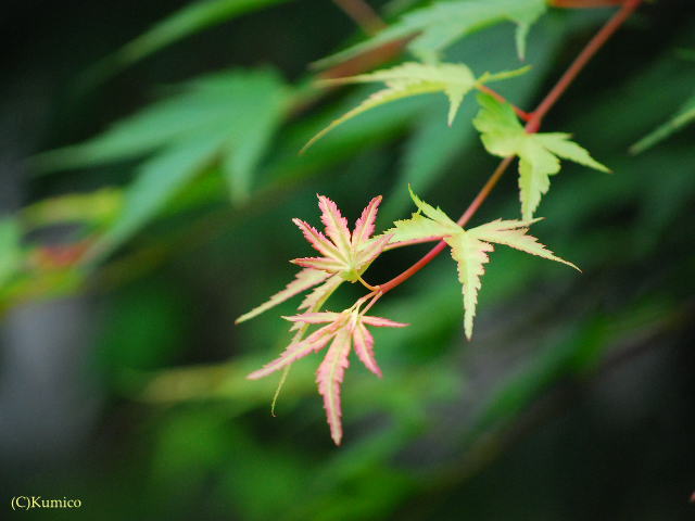 c0090703_736913.jpg