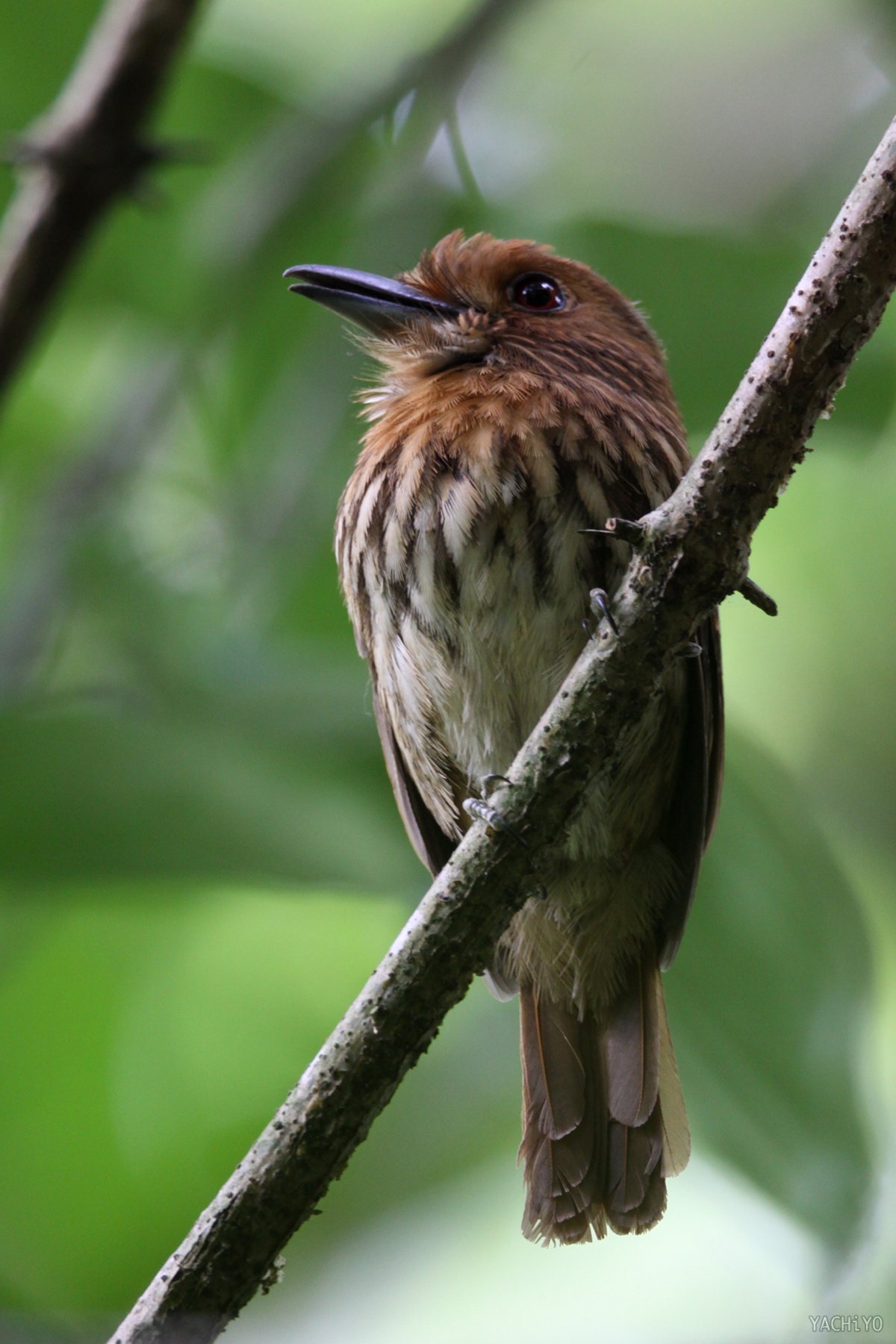 White-whiskered Puffbird_b0088514_23392696.jpg