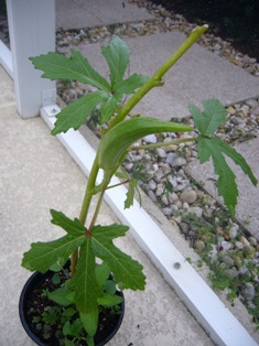 e0049015_7394556.jpg