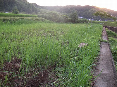 宮崎百笑農園・６月２２日～２６日。梅雨です！_b0181417_22144035.jpg