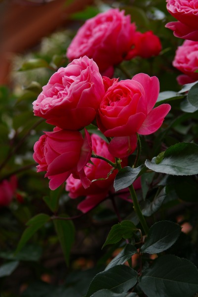 f0170524_12515441.jpg