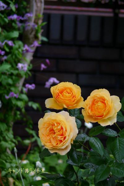 f0170524_1383827.jpg