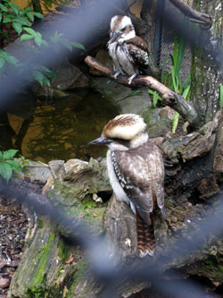 クラクフ動物園 1_c0184125_225341.jpg