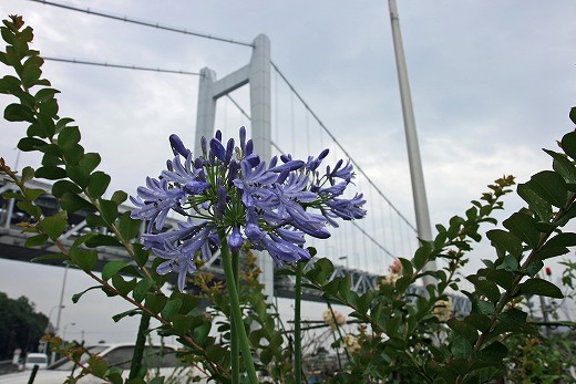 雨上がりの下津井_d0029333_20143897.jpg