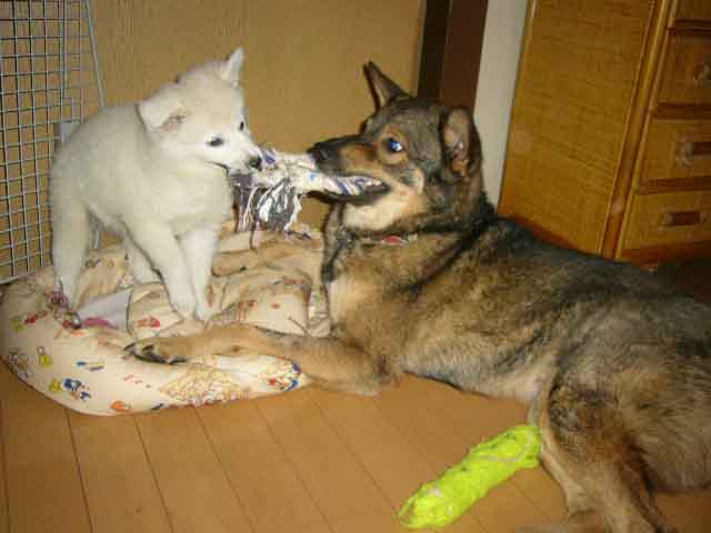 犬の為のセラピー犬 その名はタイソン _a0126743_023072.jpg