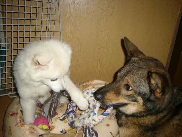 犬の為のセラピー犬 その名はタイソン _a0126743_023206.jpg