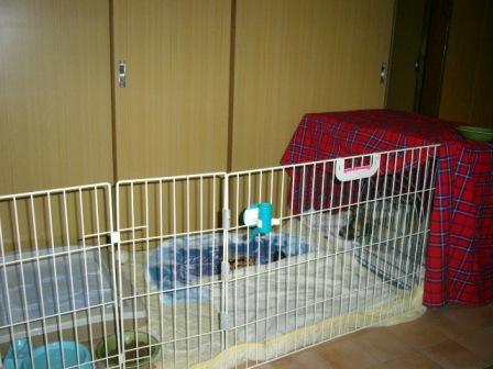 びびり~ずちゃん参上_a0126743_0325398.jpg