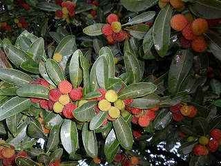 d0048350_20512156.jpg