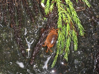 d0048350_2052413.jpg
