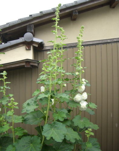 梅雨の花壇_a0024652_10322918.jpg