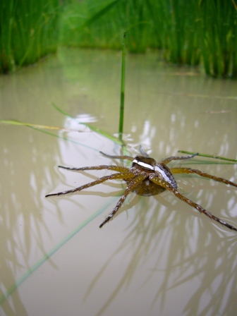 田んぼの生き物_f0141559_2315272.jpg