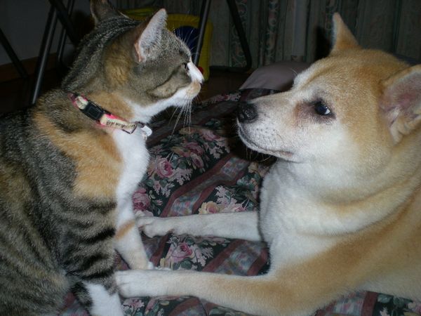 2009年雨の日はじゃがいもとバナナケーキ!_f0060461_2053036.jpg