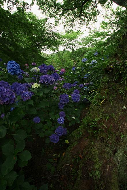 矢田寺の紫陽花_f0102363_17125688.jpg