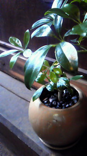 NEW Green Plants_a0125667_9473468.jpg