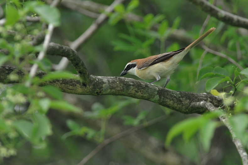 アカモズ_f0053272_12423687.jpg