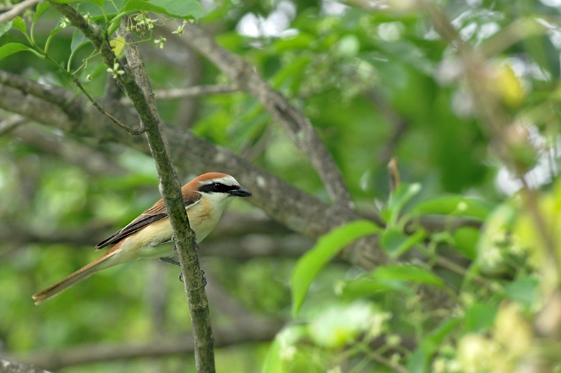 アカモズ_f0053272_12463884.jpg
