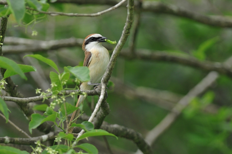 アカモズ_f0053272_1248137.jpg