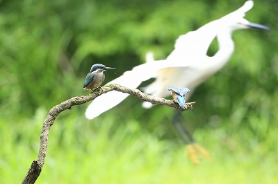 野鳥アルバム_b0047179_20222444.jpg