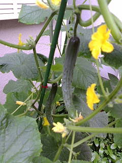 f0004180_22555930.jpg
