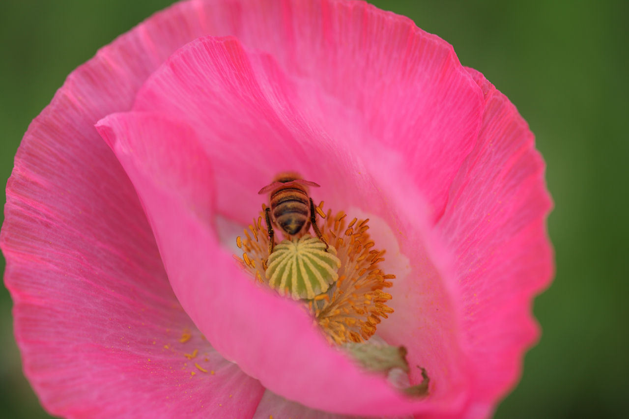 2009花フェスタ記念公園７_f0034583_22315919.jpg