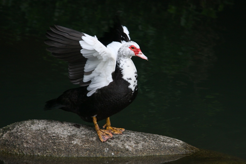 バリケン おとぼけ鳥撮り日記2