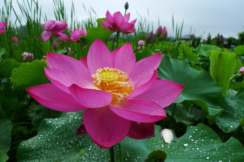 荒川日野の花ハス園 Yokota Warehouse Photo Blog 01