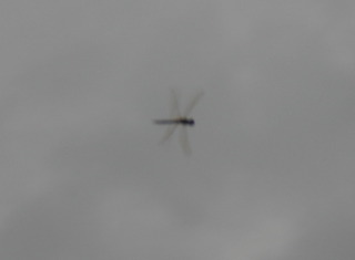 f0166694_23204376.jpg