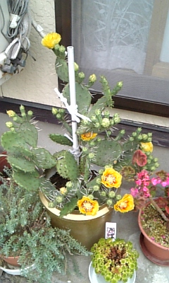 d0005807_733987.jpg