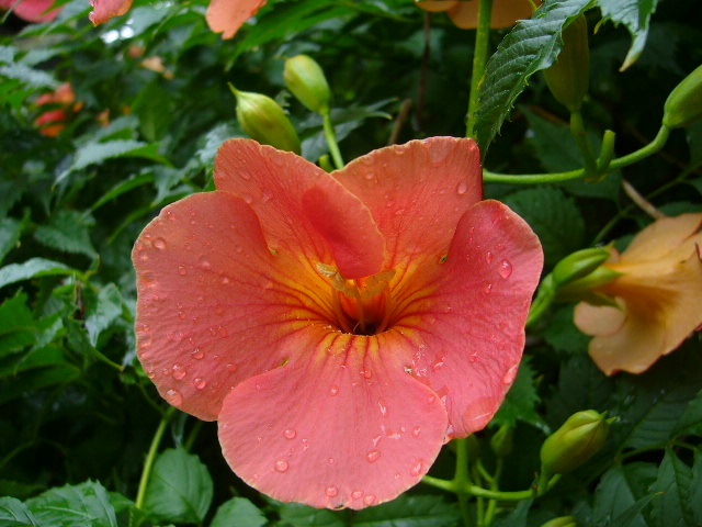 鎌倉 夏の花散歩①  ～鎌倉駅周辺～_b0112909_10132283.jpg