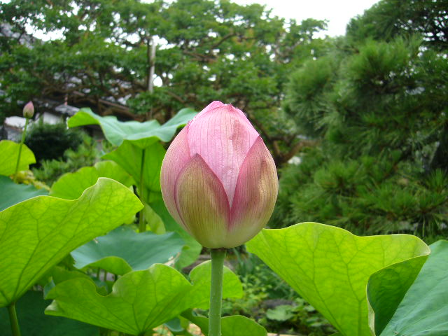 鎌倉 夏の花散歩①  ～鎌倉駅周辺～_b0112909_1024653.jpg