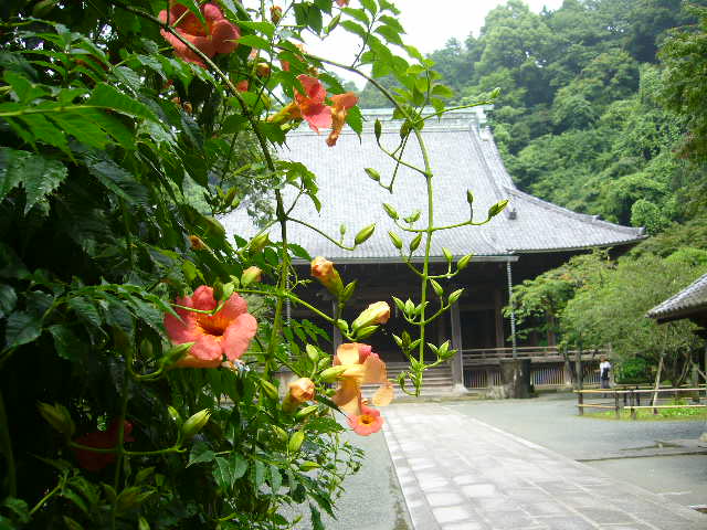 鎌倉 夏の花散歩①  ～鎌倉駅周辺～_b0112909_10445676.jpg