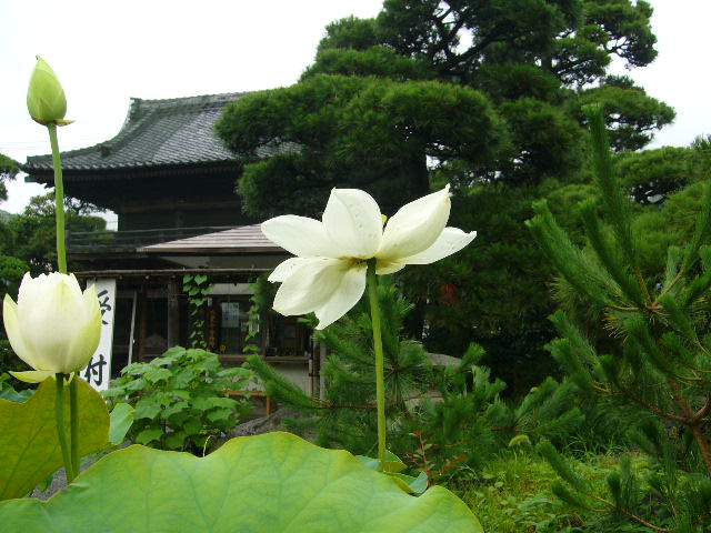 鎌倉 夏の花散歩①  ～鎌倉駅周辺～_b0112909_105129.jpg