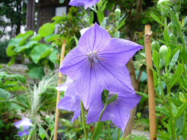 鎌倉 夏の花散歩①  ～鎌倉駅周辺～_b0112909_11195883.jpg