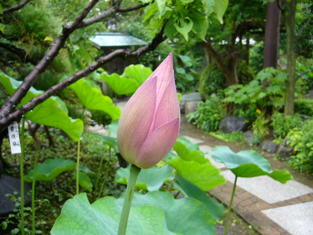 鎌倉 夏の花散歩①  ～鎌倉駅周辺～_b0112909_11202545.jpg