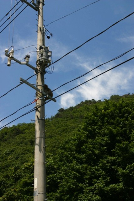 日本　　さる・猿・申・サル_d0039111_110567.jpg