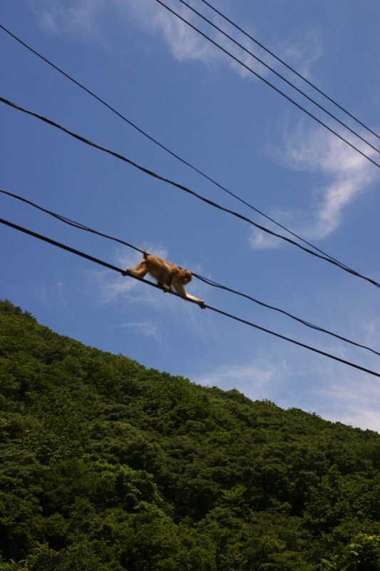 日本　　さる・猿・申・サル_d0039111_1111112.jpg
