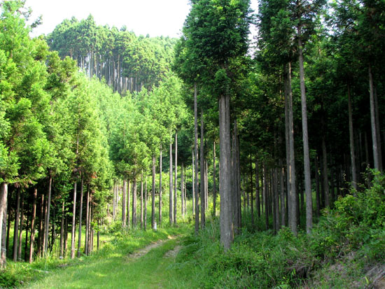 低山歩き_e0048413_18541663.jpg