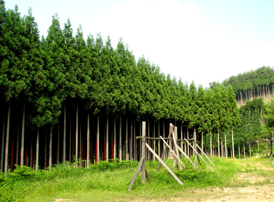 低山歩き_e0048413_18542867.jpg