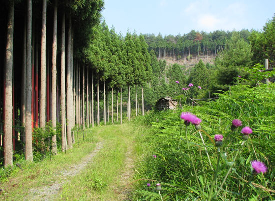 低山歩き_e0048413_1854289.jpg