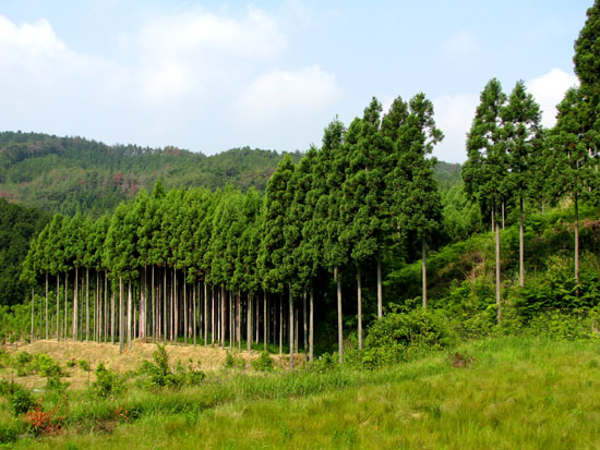 低山歩き_e0048413_18544178.jpg