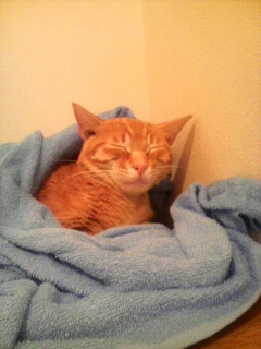 眠いよ~_f0178313_1515838.jpg