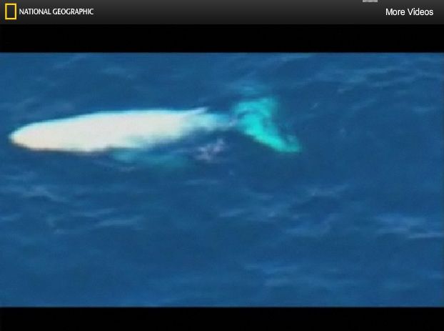 今年も現れた白鯨 Migaloo_c0025115_172756.jpg