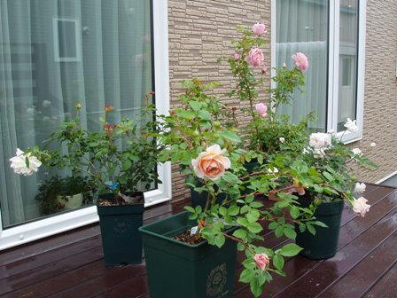 f0185918_7184939.jpg