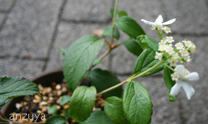 6月の長沢さんの植物_f0106724_9133426.jpg