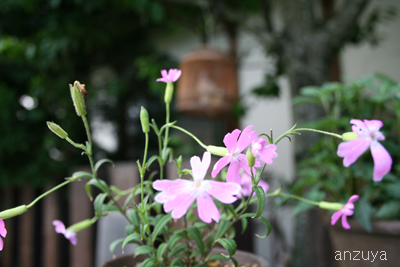 6月の長沢さんの植物_f0106724_913490.jpg