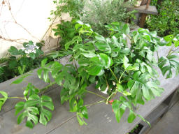 グフフ_c0102228_20105767.jpg